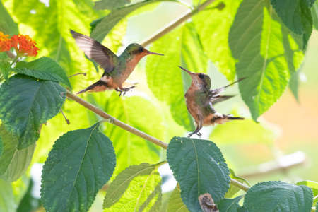 Am adult Tufted Coquette hummingbird (Lophornis ornatus), teaching its baby to fly and find food in a Lantana bush.  The second smallest bird in the world.の写真素材