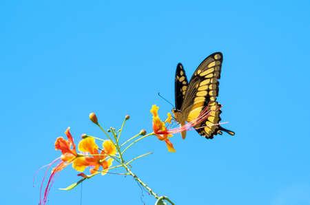 A Giant yellow Swallowtail butterfly feeding on tropical orange Pride of Barbados flowers against the backdrop of the blue sky.の写真素材