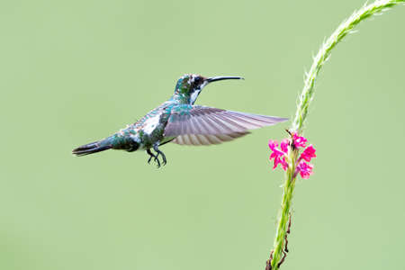 Young tropical Black-throated Mango hummingbird, Anthracothorax nigricollis, feeding on a pink Vervain flower isolated on a green background.の写真素材