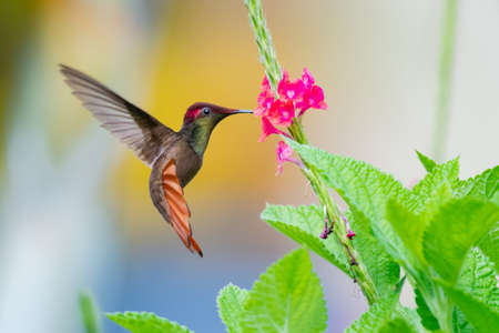 Beautiful male glittering Ruby Topaz hummingbird, chrysolampis mosquitus, feeding on a pink Vervain...