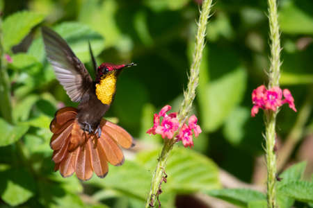 Beautiful male glittering Ruby Topaz hummingbird, chrysolampis mosquitus, feeding on a pink Vervain...