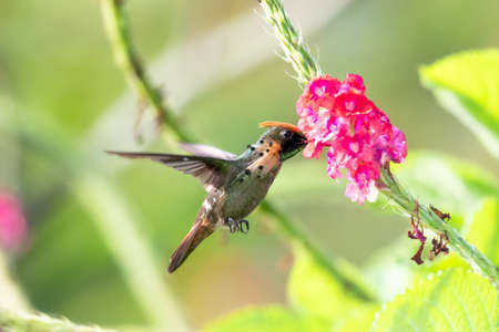 Male Tufted Coquette hummingbird, Lophornis ornatus, world's second smallest bird in the world...