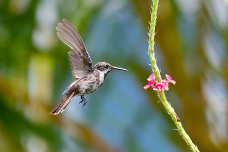 Beautiful male glittering Ruby Topaz hummingbird, chrysolampis mosquitus, feeding on a pink Vervain flower in nature.の写真素材