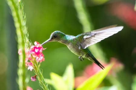 Blue-chinned Sapphire hummingbird, Chlorestes notata,feeding on a tropical pink Vervain flower with foliage blurred in the background.の写真素材