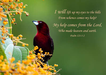 Beautiful Silver-beaked Tanager with and encouraging and inspirational Bible Verse  quotation from Psalms about help.の写真素材