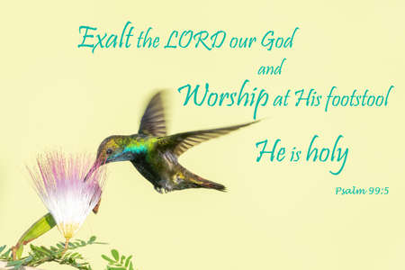 Glittering hummingbird feeding on a flower with and encouraging and inspirational Bible Verse  quotation.の写真素材