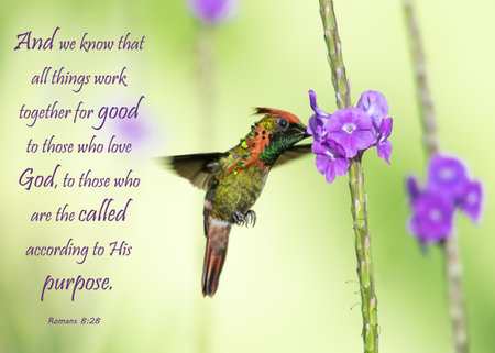 Glittering and colorful Tufted Coquette hummingbird feeding on a flower with and encouraging and inspirational Bible Verse  quotation.の写真素材
