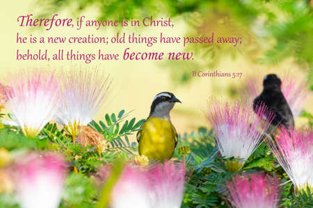 A small Bananaquit surrounded by pink flowers with and encouraging and inspirational Bible Verse  quotation.の写真素材