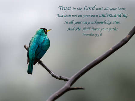 Inspirational, encouraging and uplifting quotation from Proverbs with a Green Honeycreeper on a gray background.の写真素材