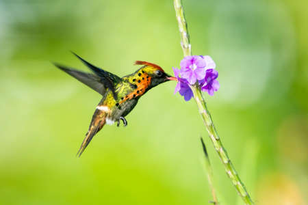 A brigth sunlit photo of a male Tufted Coquette Hummingbird (Lophornis ornatus) feeding on a purple Vervain flower with a light green background.の写真素材
