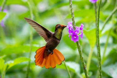 The exotic Ruby Topaz hummingbird, Chrysolampis mosquitus, flying and feeding purple Vervain flowers in nature.の写真素材