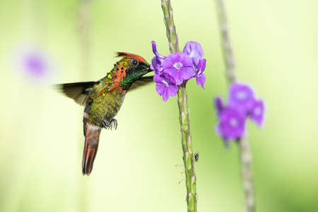 A vibrant photo of a male Tufted Coquette Hummingbird (Lophornis ornatus) feeding and pollinating purple Vervain flowers in the sunlight in a garden.の写真素材