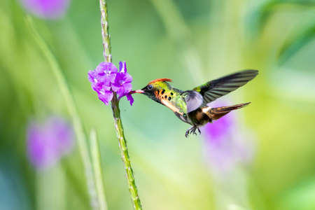 A vibrant photo of a male Tufted Coquette Hummingbird (Lophornis ornatus) feeding and pollinating purple Vervain flowers in the sunlight in a garden.の写真素材