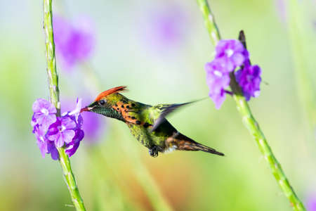 A vibrant photo of a male Tufted Coquette Hummingbird (Lophornis ornatus) feeding and pollinating purple Vervain flowers in the sunlight in a garden.の写真素材