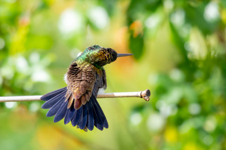 Copper-rumped hummingbird, Amazilia tobaci, sunbathing and resting in the sunlight with natural green surroundings.の写真素材