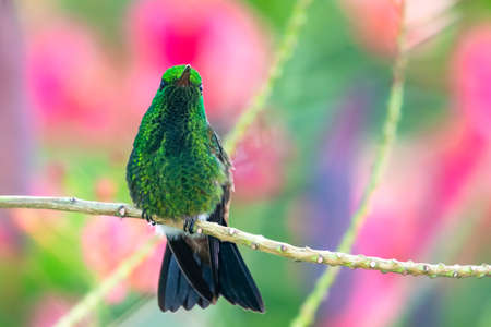 Pretty shiny Copper-rumped hummingbird, Amazilia tobaci, perching on a branch with a colorful pink background.の写真素材