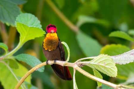 Male Ruby Topaz hummingbird, Chrysolampis mosquitus, with his gold glittering feathers perching in a garden looking at the camera.の写真素材