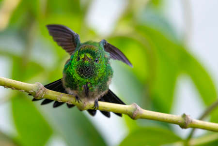 Copper-rumped hummingbird, Amazilia tobaci, stretching and preening on a branch in natural surroundings.の写真素材