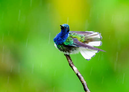 Colorful White-necked Jacobin hummingbird bathing and preening in the rain with rain drops and a green background.の写真素材