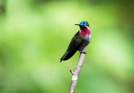 Long-billed Starthroat hummingbird, Heliomaster longirostris, perching on a branch  preening with a green background.の写真素材