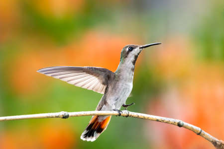 Female Ruby Topaz hummingbird, Chrysolampis mosquitus, defending her perch with wings spread from another hummingbird.の写真素材