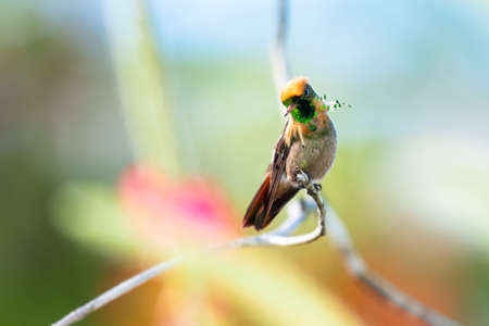 Tufted Coquette hummingbird, Lophornis ornatus, second smallest bird in the world perching on a branch with a colorful blurred background.の写真素材