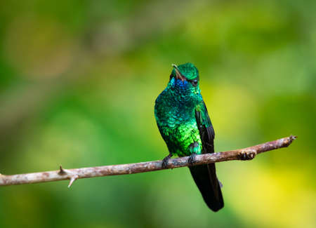 A portrait of a glittering and shiny male Blue-chinned Sapphire hummingbird, Chlorestes notata, perching on a branch in natural surroundings.の写真素材