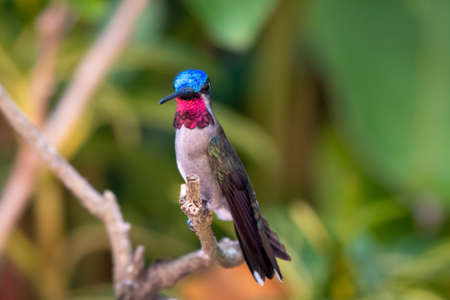 Closeup of a Long-billed Starthroat hummingbird, Heliomaster longirostris,  perching on a branch looking at camera with his pink glittering gorget in natural surroundingsの写真素材