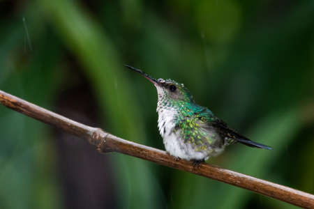 Female Blue-chinned Sapphire hummingbird, chlorestes notata, bathing and preening in the rain with water droplets on her head.の写真素材