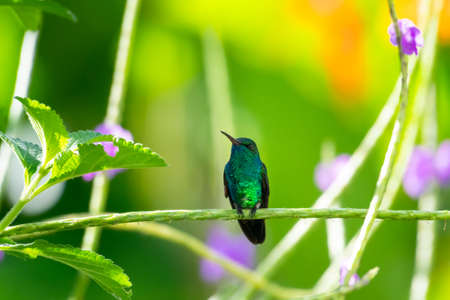 Blue-chinned Sapphire hummingbird, chlorestes notata, perching in a Vervain patch in a garden with purple flowers blurred in the background.の写真素材