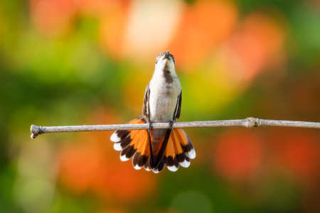 Female Ruby Topaz hummingbird, Chrysolampis mosquitus, resting and preening on a perch with a...