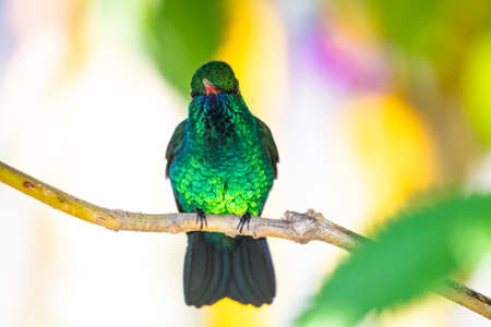A portrait of a glittering male Blue-chinned Sapphire hummingbird, Chlorestes notata, perching on a branch watching the camera with a bright colorful background.の写真素材