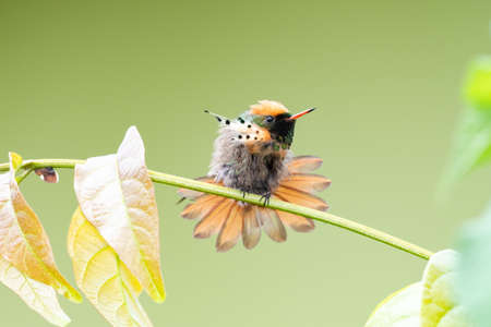 Closeup of a Tufted Coquette hummingbird, Lophornis ornatus, second smallest bird in the world, stretching and preening in a tree.の写真素材