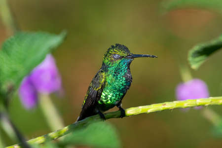 Male Blue-chinned Sapphire hummingbird, Chlorestes notata, perching in a Vervain patch with his eyes closed sleepingの写真素材