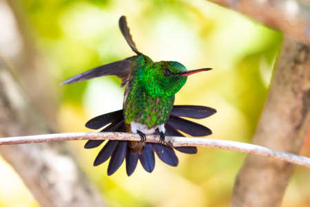 Copper-rumped hummingbird, Amazilia tobaci, stretching and preening on a branch with a natural yellow sunlit background.の写真素材