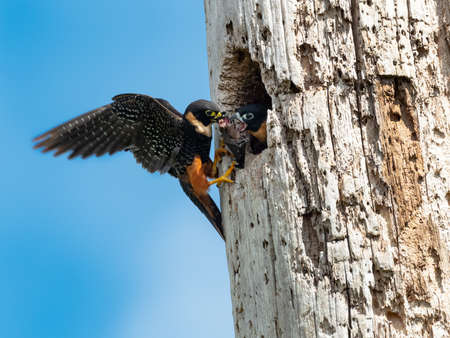 An adult Bat Falcon,  falco rufigularis, feeding her young one in the the nest.の写真素材