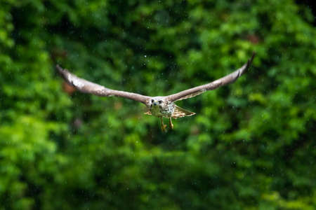 A juvenile Broad-winged Hawk (Buteo platypterus) soaring in the rain with the backdrop of the forest on a dark dreary day.の写真素材