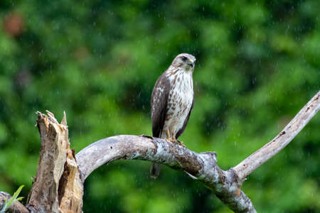 A juvenile Broad-winged Hawk (buteo platypterus) perched on a branch taking a rest in the forest in the rain.の写真素材