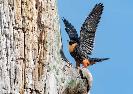 A young Bat Faclon, bat falcon, falco rufigularis, spreading its wings and learning how to fly.の写真素材
