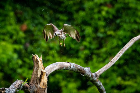 A juvenile Broad-winged Hawk (Buteo platypterus) in flight on a dark rainy day in the forest.の写真素材