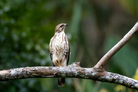 A juvenile Broad-winged Hawk (buteo platypterus) perched on a branch resting on a dreary day in the forest.の写真素材