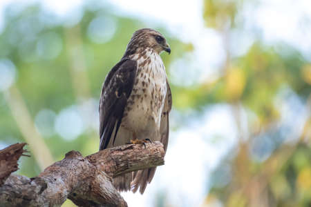 A juvenile Broad-winged Hawk (buteo platypterus) perching in a tree in the rainforest with pastel colors.の写真素材