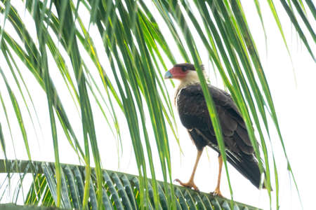 A Crested Caracara (Caracara plancus) perching in the midst of a coconut tree.の写真素材