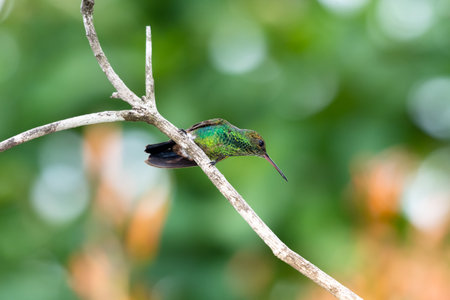 Pretty green Copper-rumped hummingbird, Amazilia tobaci, perching on a branch with a green bokeh background.の写真素材