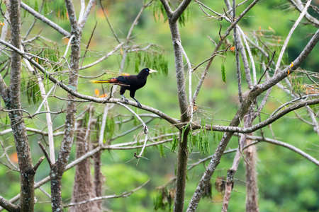 A Crested Orapendola, Psarocolius decumanus, perching in a tree deep in the rainforest of Trinidad and Tobago.の写真素材