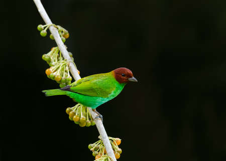 A colorful Bay-headed Tanager, Tangara gyrola, perching on a branch with berries isolated on a black background.の写真素材