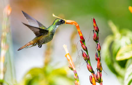 A glittering White-chested Emerald hummingbird, Amazilia brevirostris, feeding on an orange Sanchezia flower in bright natural sunlight.の写真素材