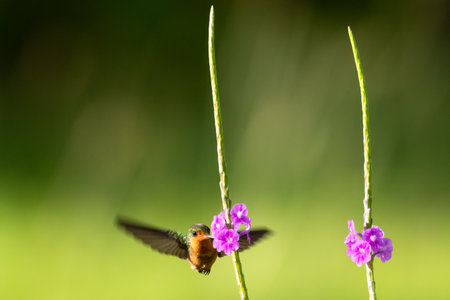 Minimal photo of the second smallest bird in the world, the Tufted Coquette feeding on a purple Vervain flower in rich lighting.の写真素材