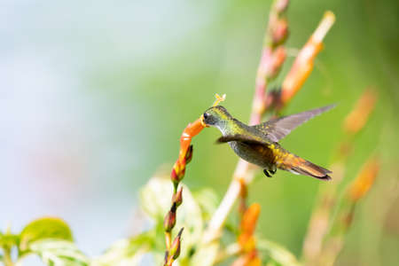 White-chested Emerald hummingbird, Amazilia brevirostris, feeding on an orange Sanchezia flower in a garden with a soft green background.の写真素材