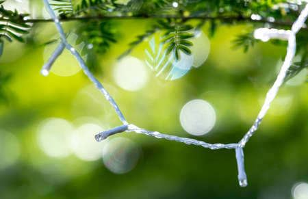 Closeup of White Christmas lights hung on a tree outdoors with brilliant bokeh in the background.の写真素材